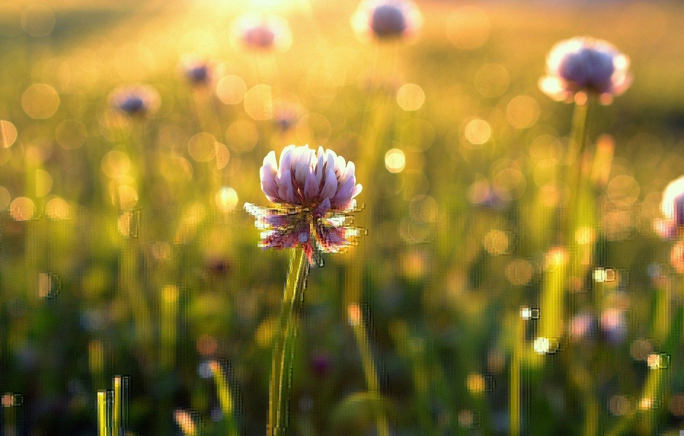 Wallpaper greens, field, flower, summer, grass, leaves, the sun, flowers, background, green, Wallpaper, beauty, blur, morning, meadow, day image for desktop, section цветы