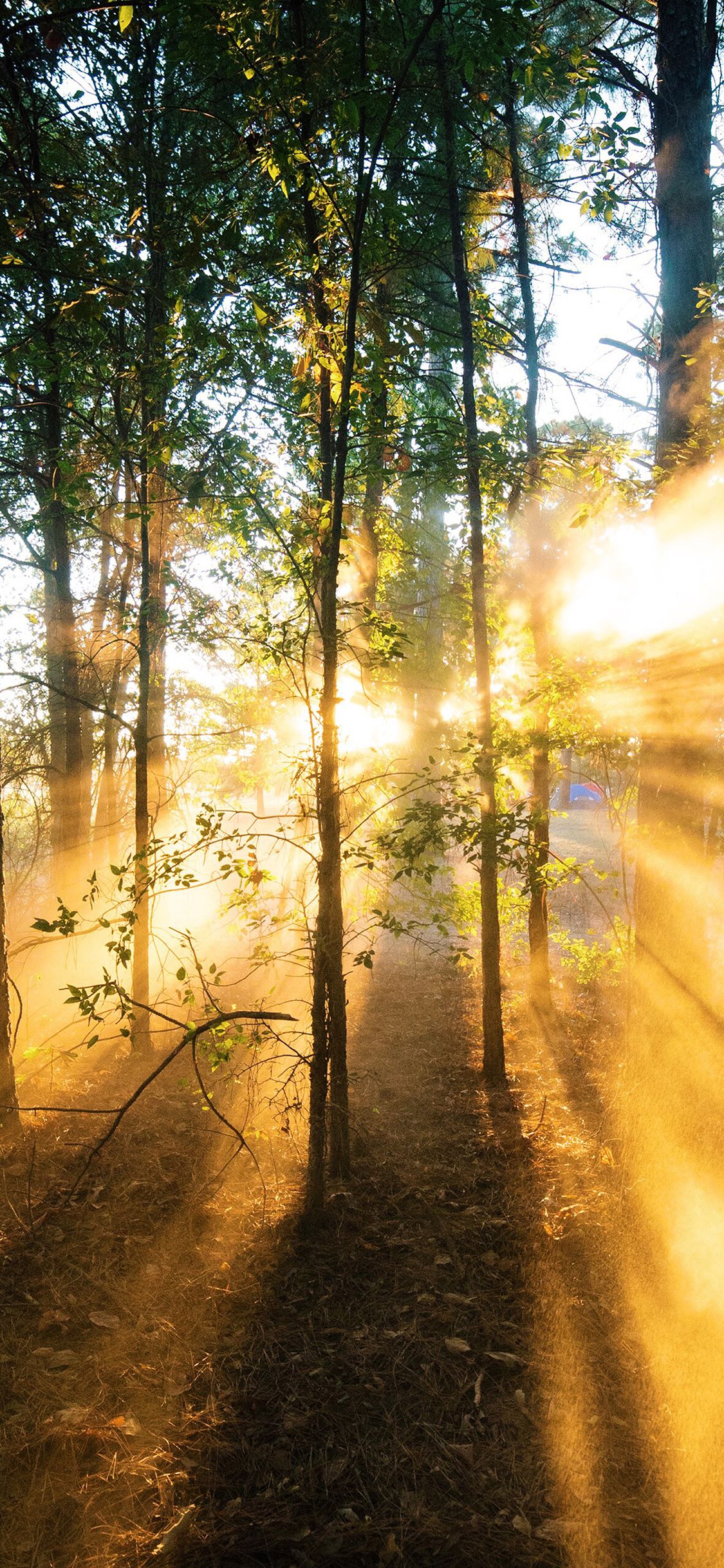 iPhone X wallpaper. forest wood light sun summer nature