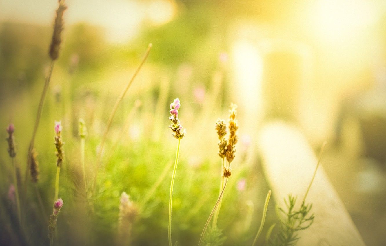 Wallpaper greens, field, summer, grass, flowers, background, Wallpaper, blur, spring, morning, meadow, day, wallpaper, flower, widescreen, background image for desktop, section цветы