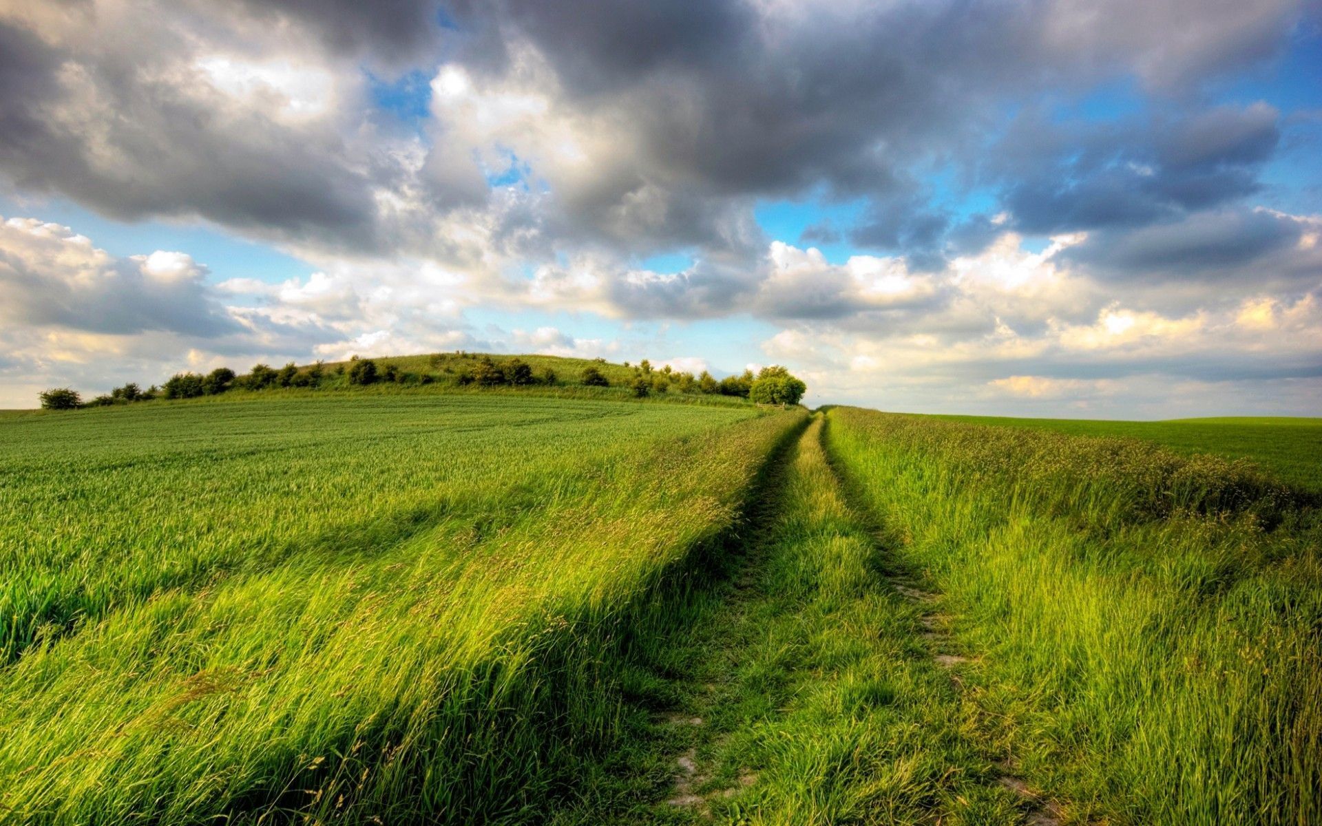 Open Field Wallpaper. Field wallpaper, Summer landscape, Grass field