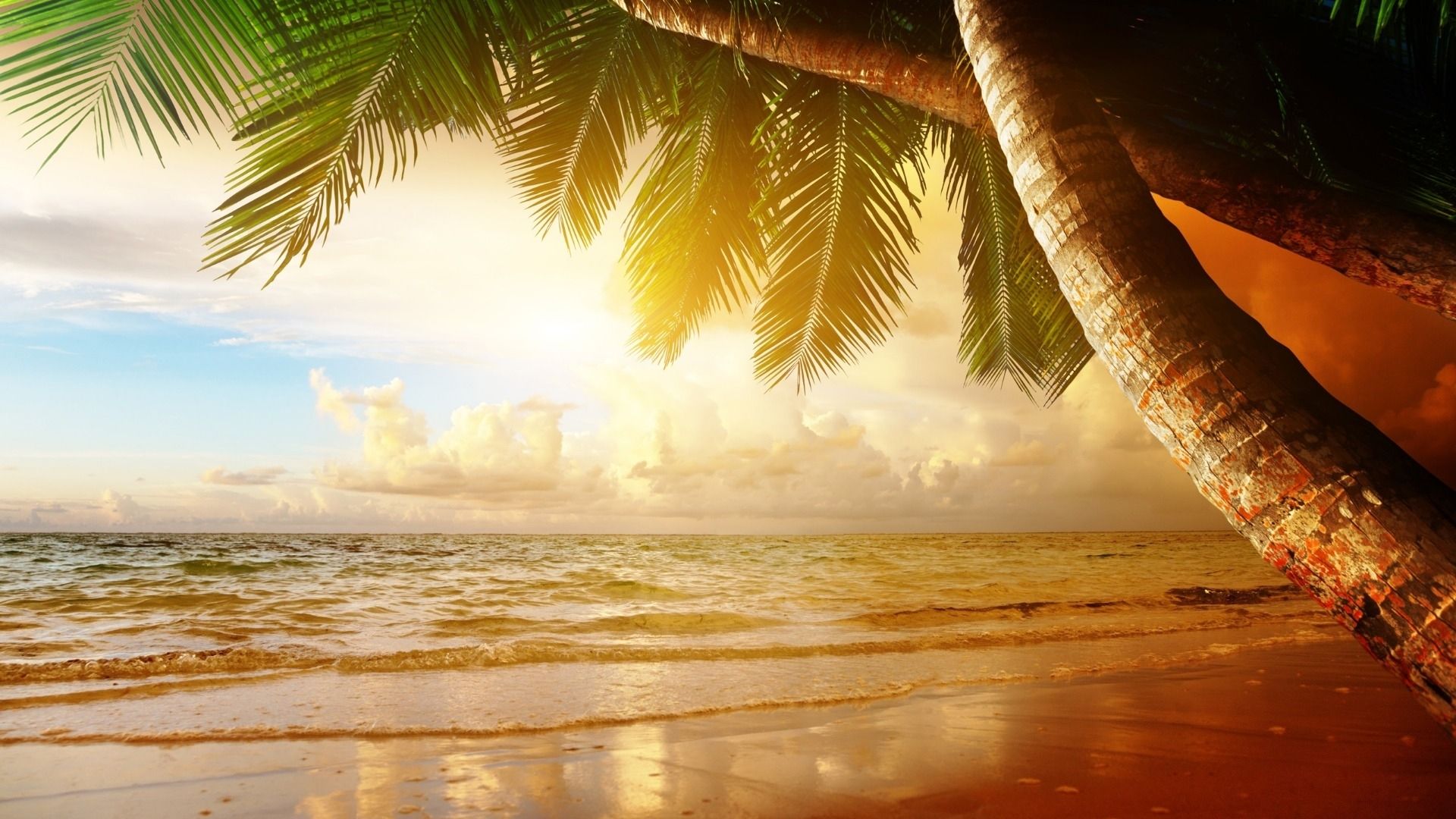 ocean, summer, nature, palm, sunset, trees, scenery, sea