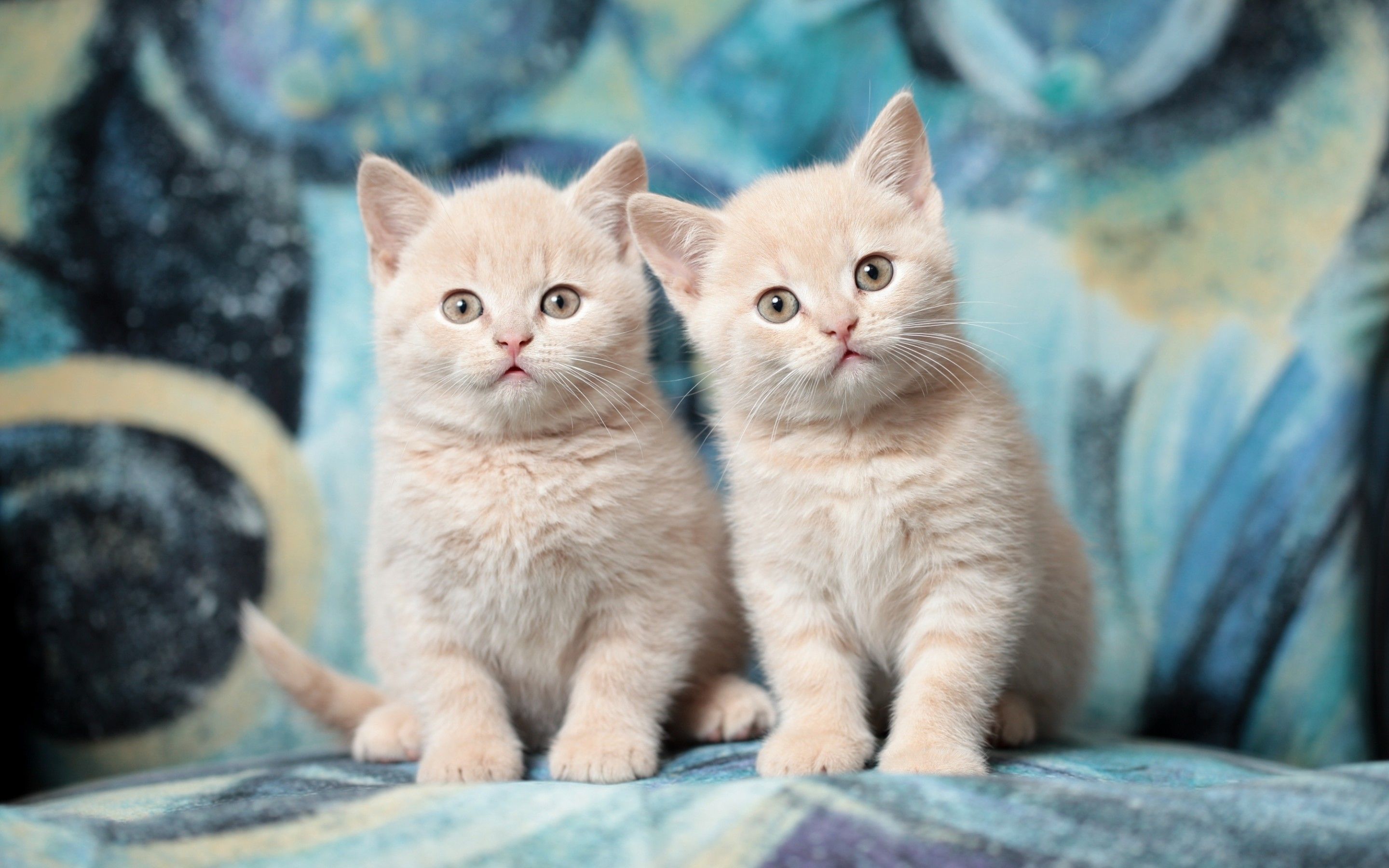 Download 2880x1800 Kittens, Adorable, Fluffy, Cute, Cats Wallpaper for MacBook Pro 15 inch
