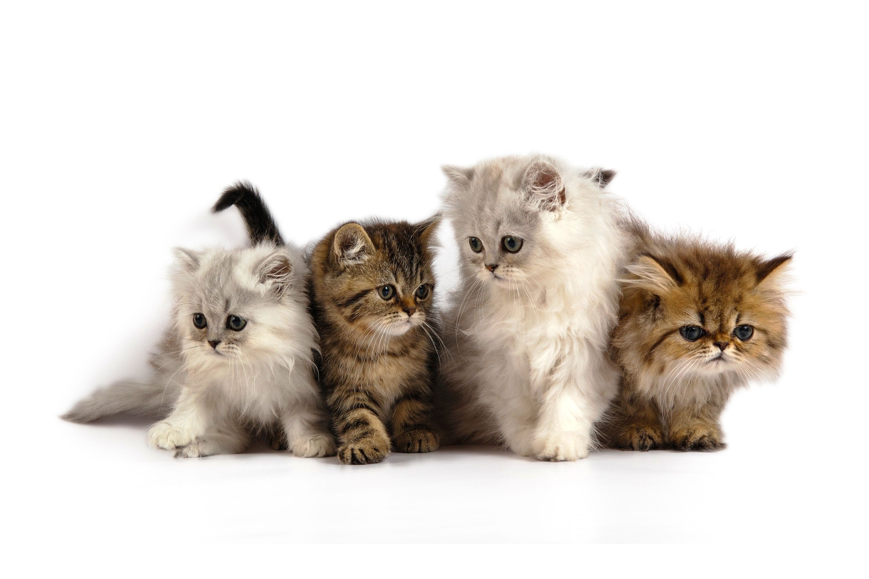 Cute Fluffy Cats Wallpaper