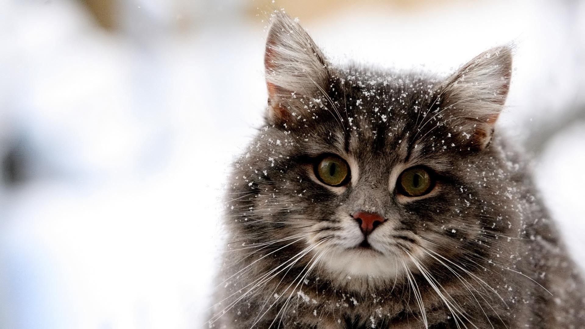 Wallpaper Snow, Looking At Viewer, Cute, Fluffy, Cat
