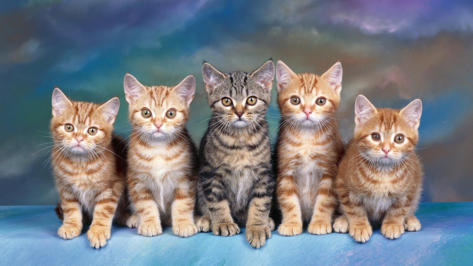 Nice Picture Of Cats HD Cat Wallpaper. HD Wallpaper [1920x1080]