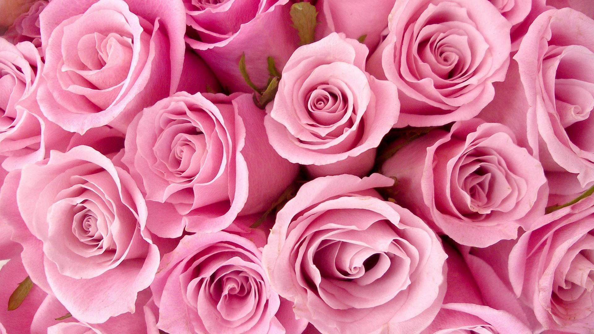 Pink Roses HD Wallpaper Free Pink Roses HD Background