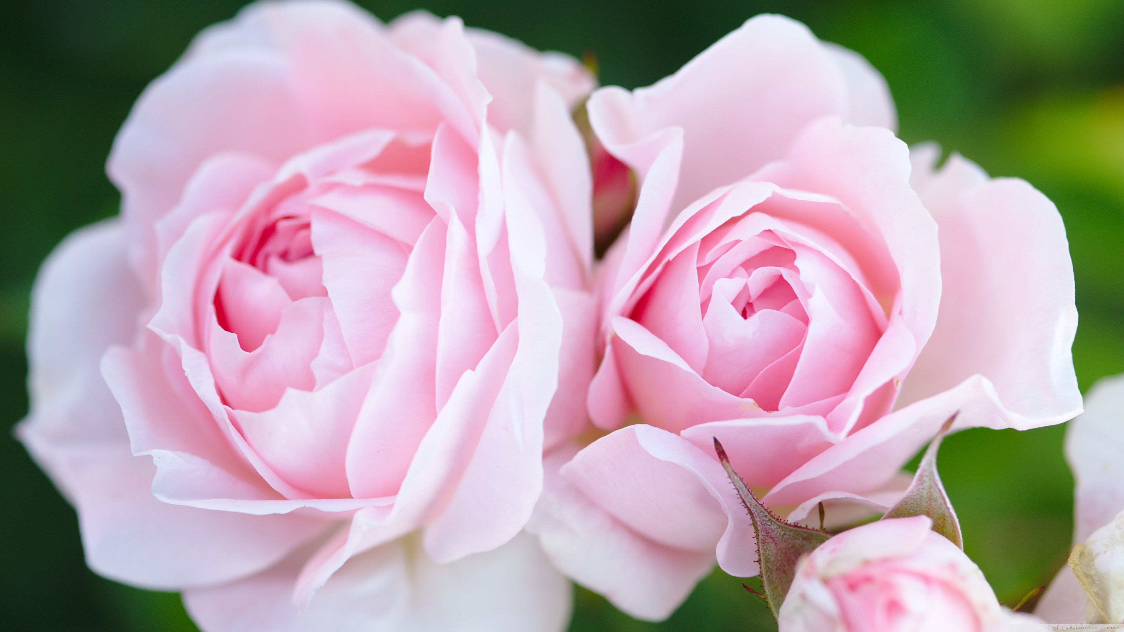 Розовый роза валлпапер
