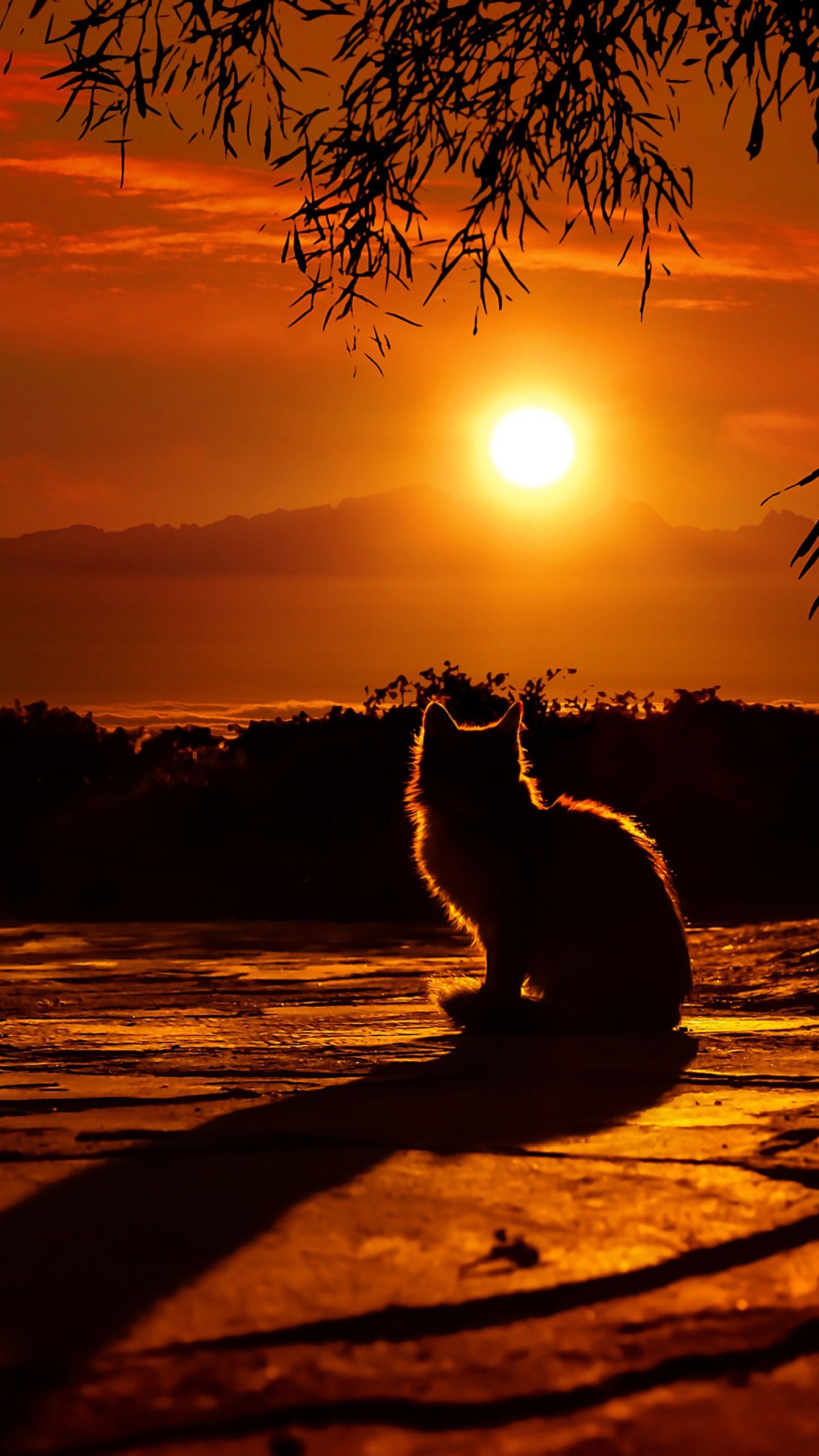 Cat Watching Sunset 4K HD Wallpaper