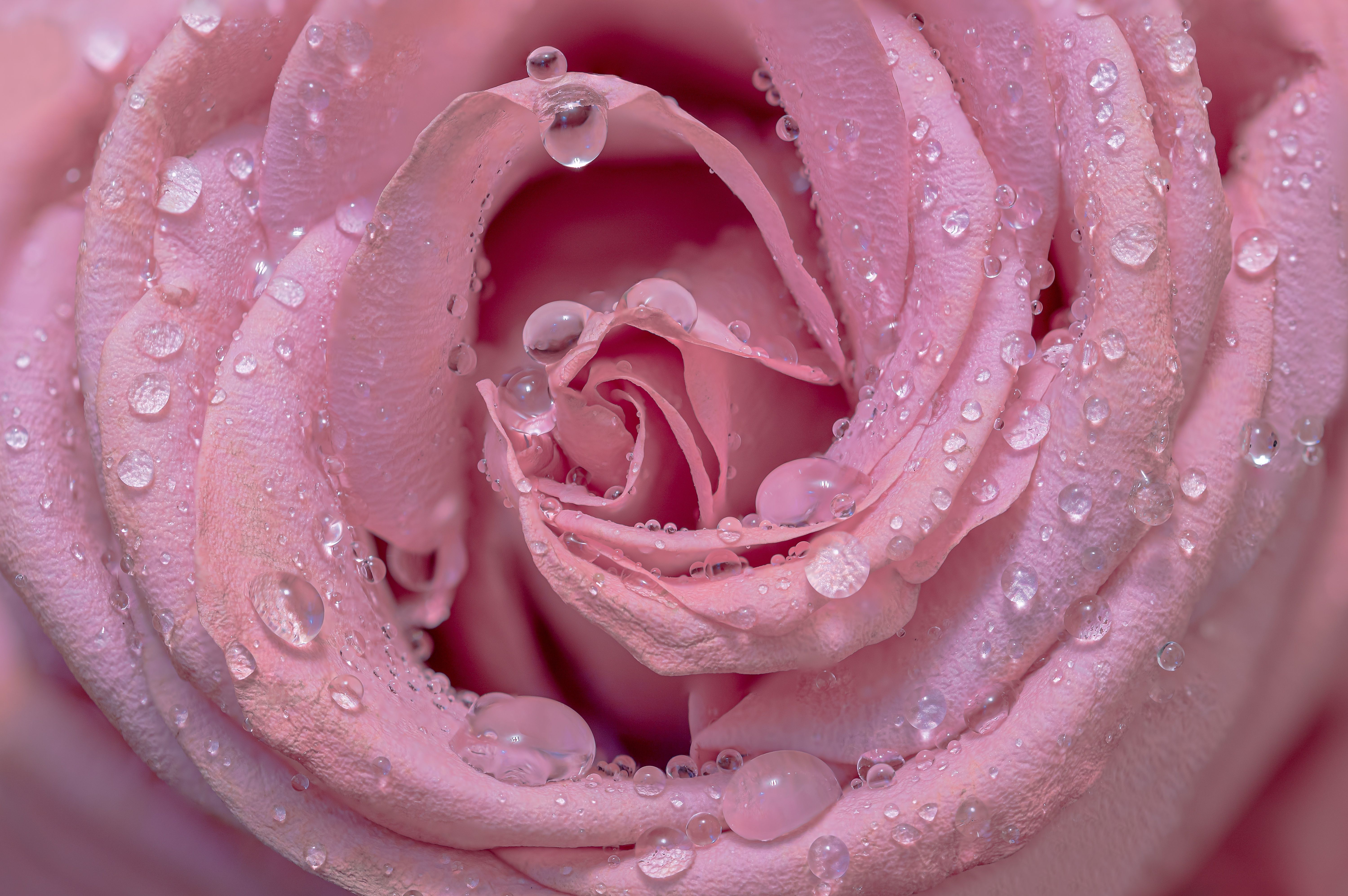 Pink rose 4K Wallpaper, Droplets, Closeup, Bloom, Baby pink, Blossom, 5K, Flowers