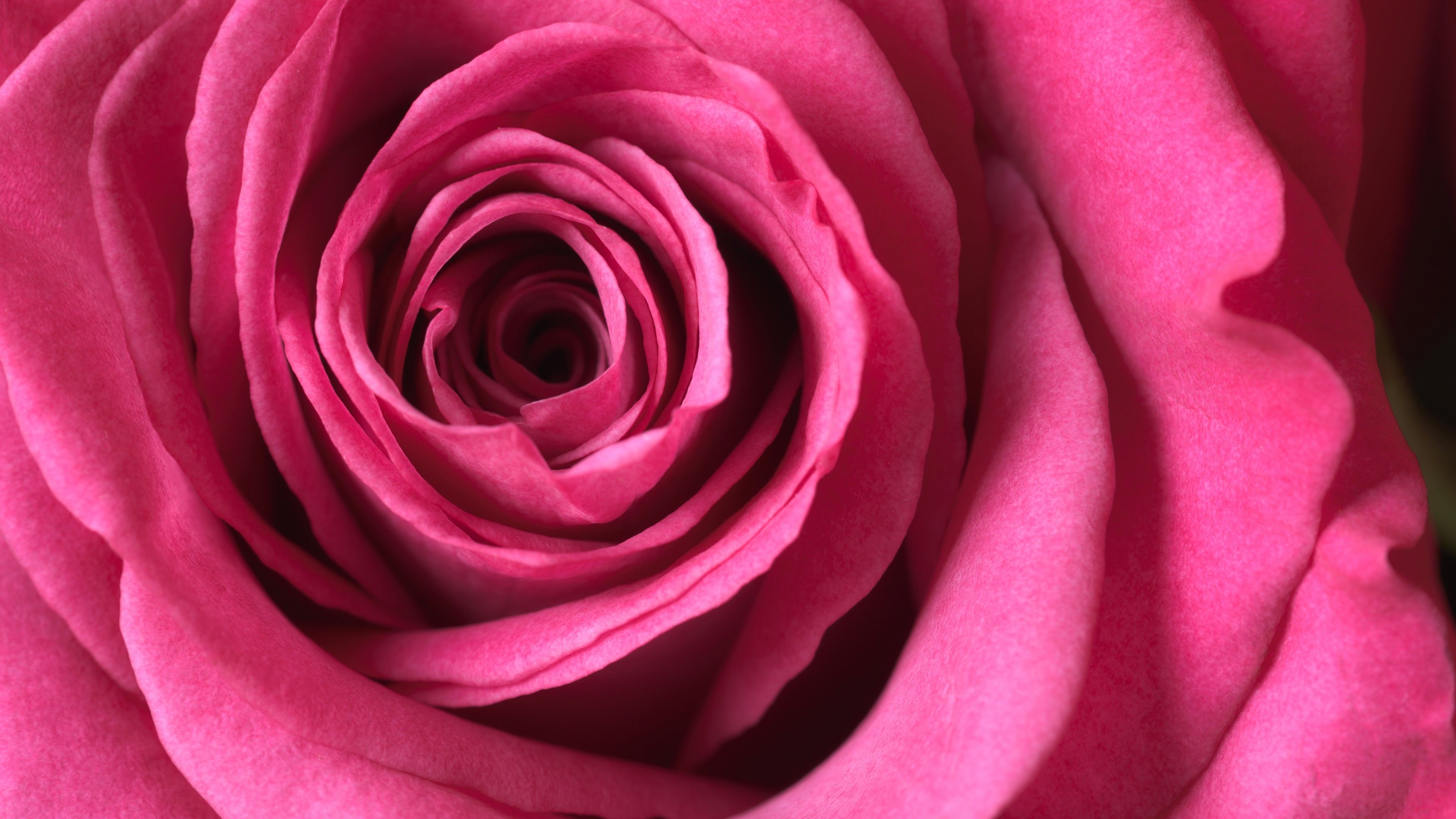 Pink rose 4K Wallpaper, Macro, Bloom, 5K, Flowers