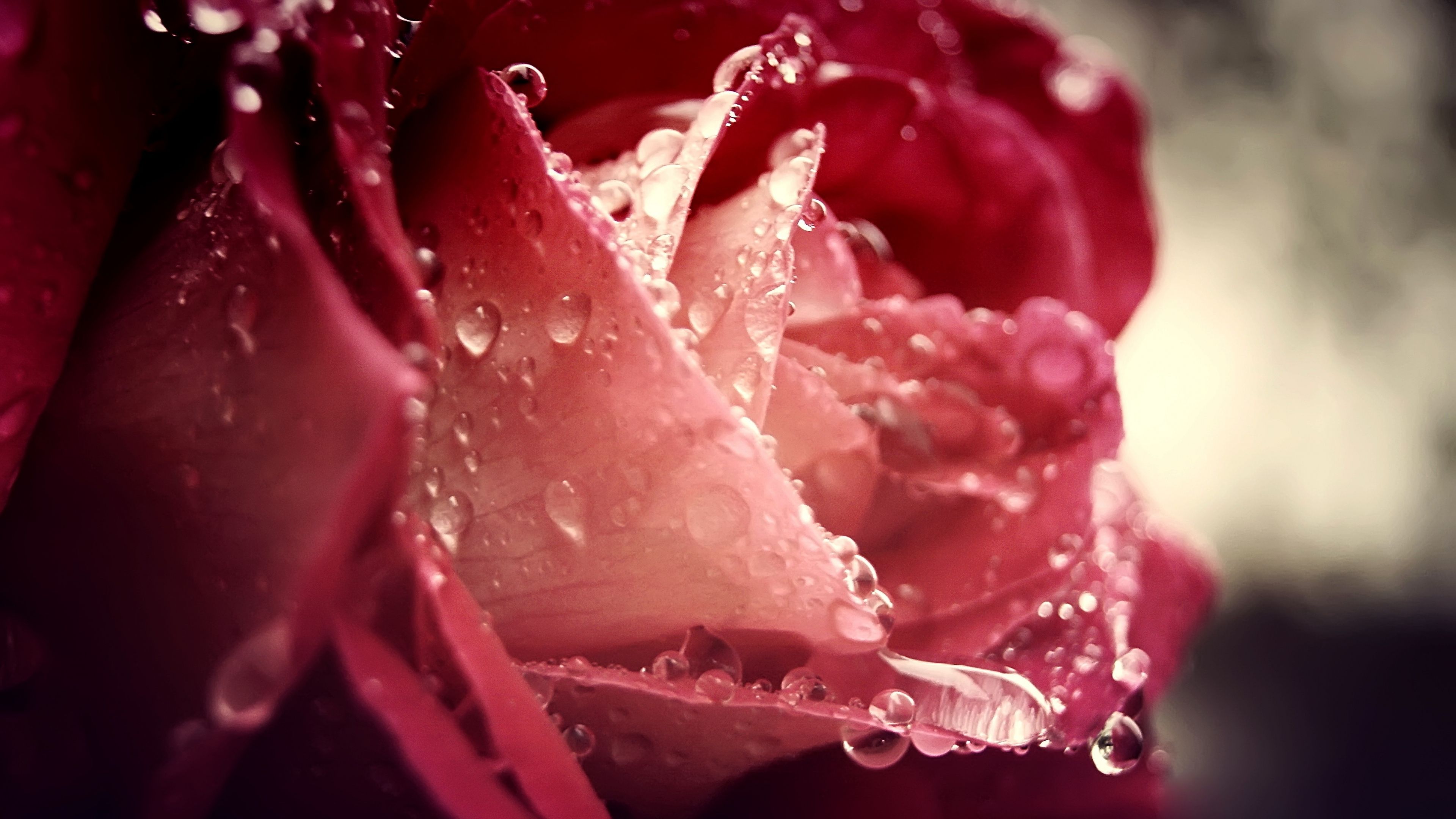 Download Wallpaper 3840x2160 Dew drops, Flower, Rain, Rose 4K Ultra HD HD Background. Rose flower wallpaper, Rose, Rose image