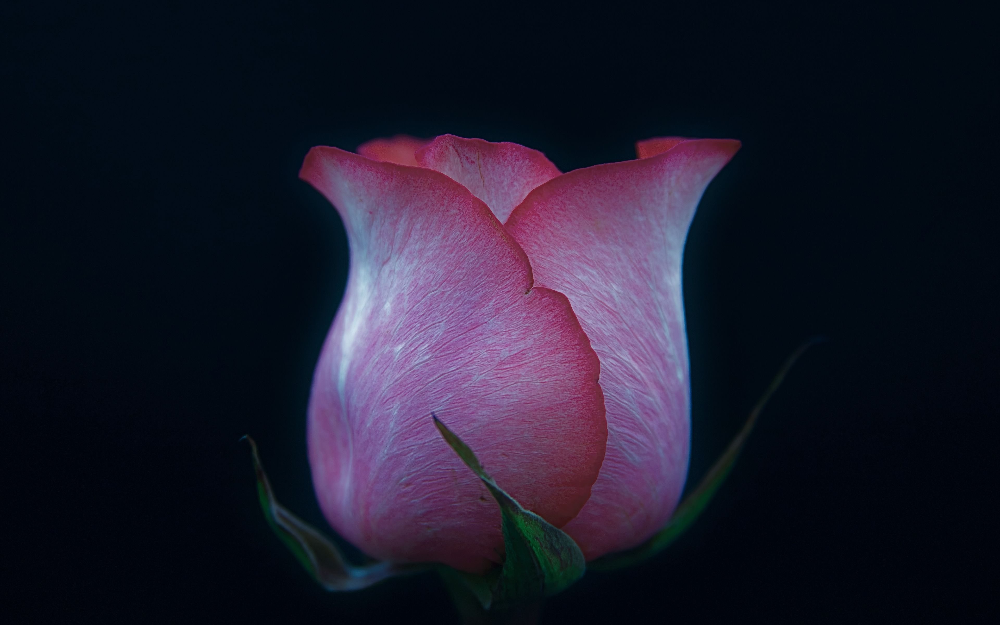Download Bud, pink rose, portrait wallpaper, 3840x 4K Ultra HD 16: Widescreen
