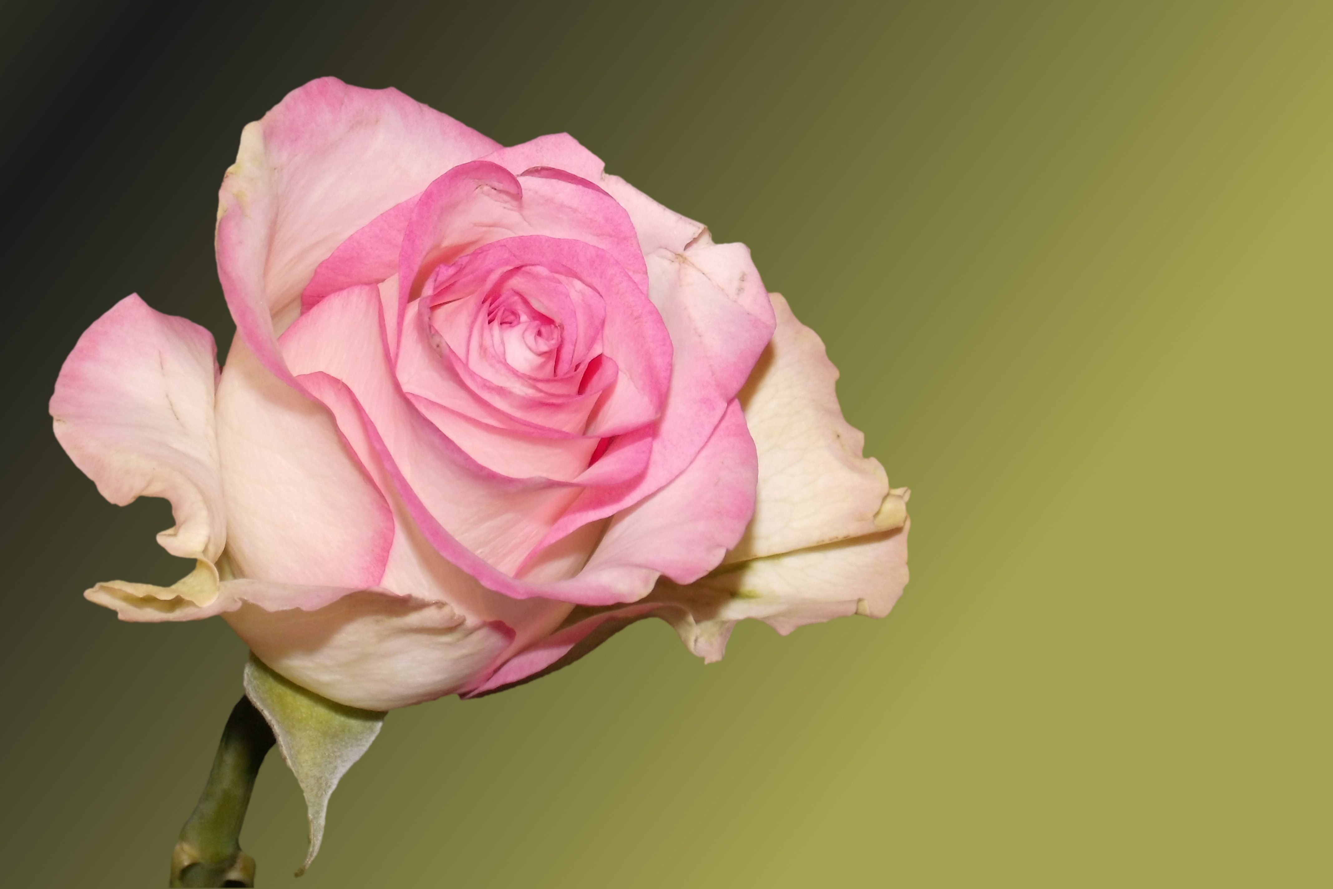 Pink Rose HD Background