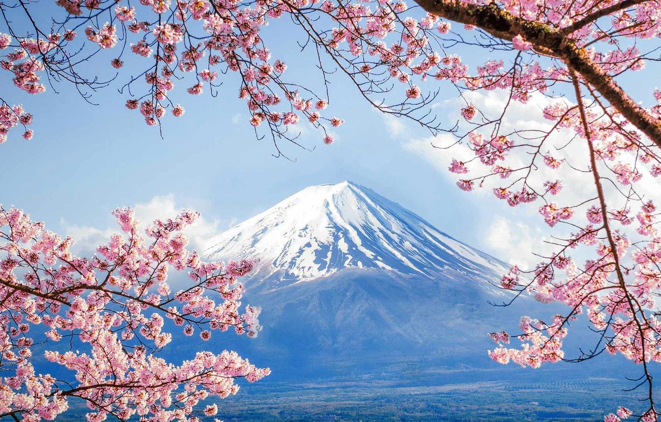 Wallpaper spring, Japan, Sakura, mount Fuji image for desktop, section пейзажи