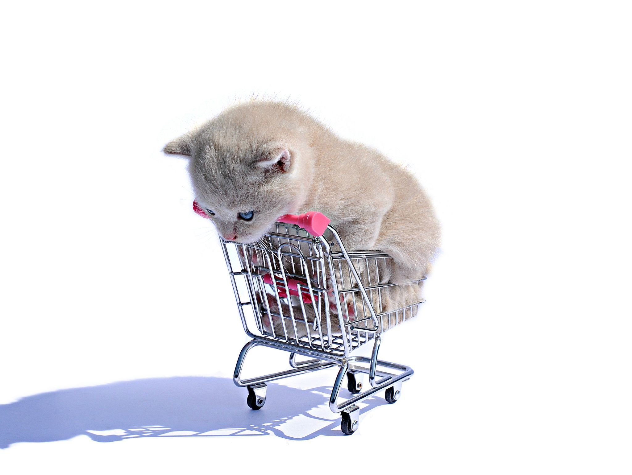 Wallpaper, shopping cart, cat, white, animals 2048x1540