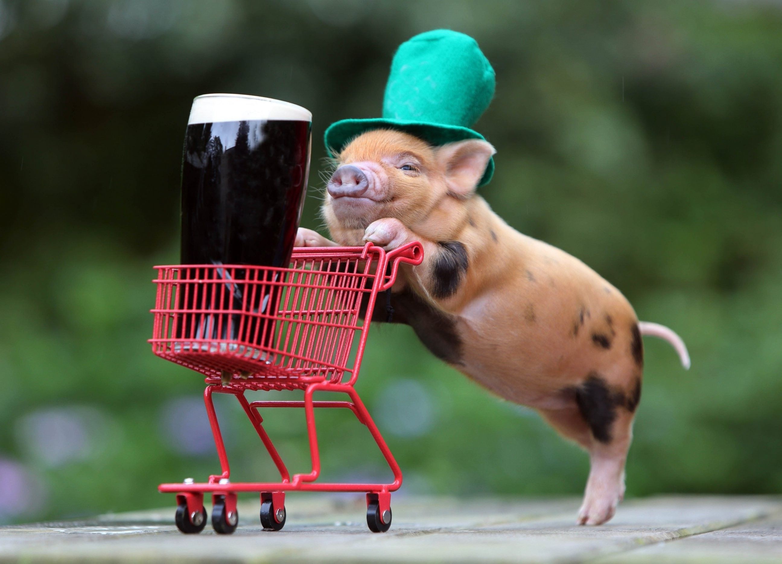 humor beer shopping cart funny hats baby animals pigs guinness top hats wallpaper