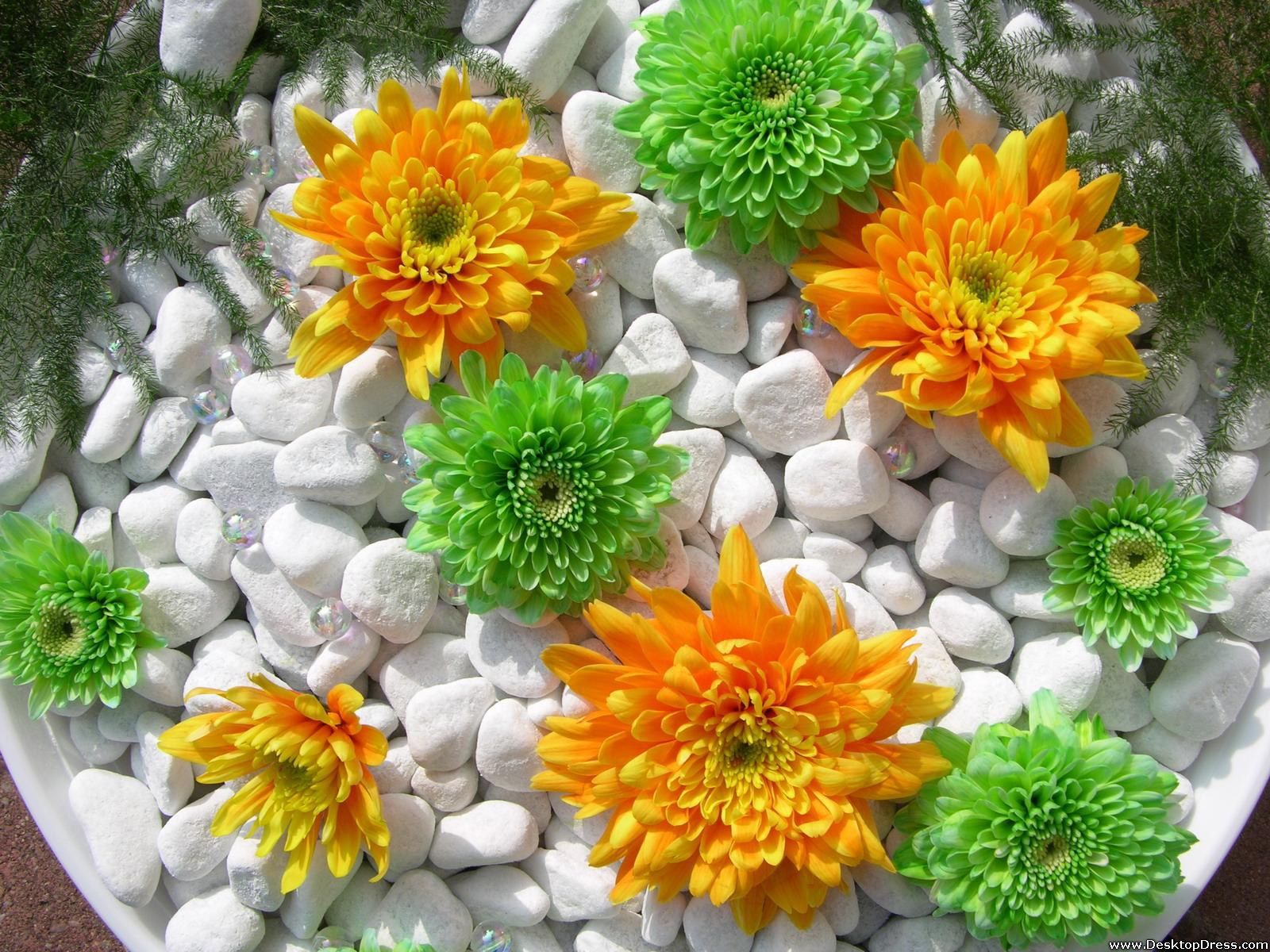 Desktop Wallpaper Flowers Background Green and Orange Dahlia