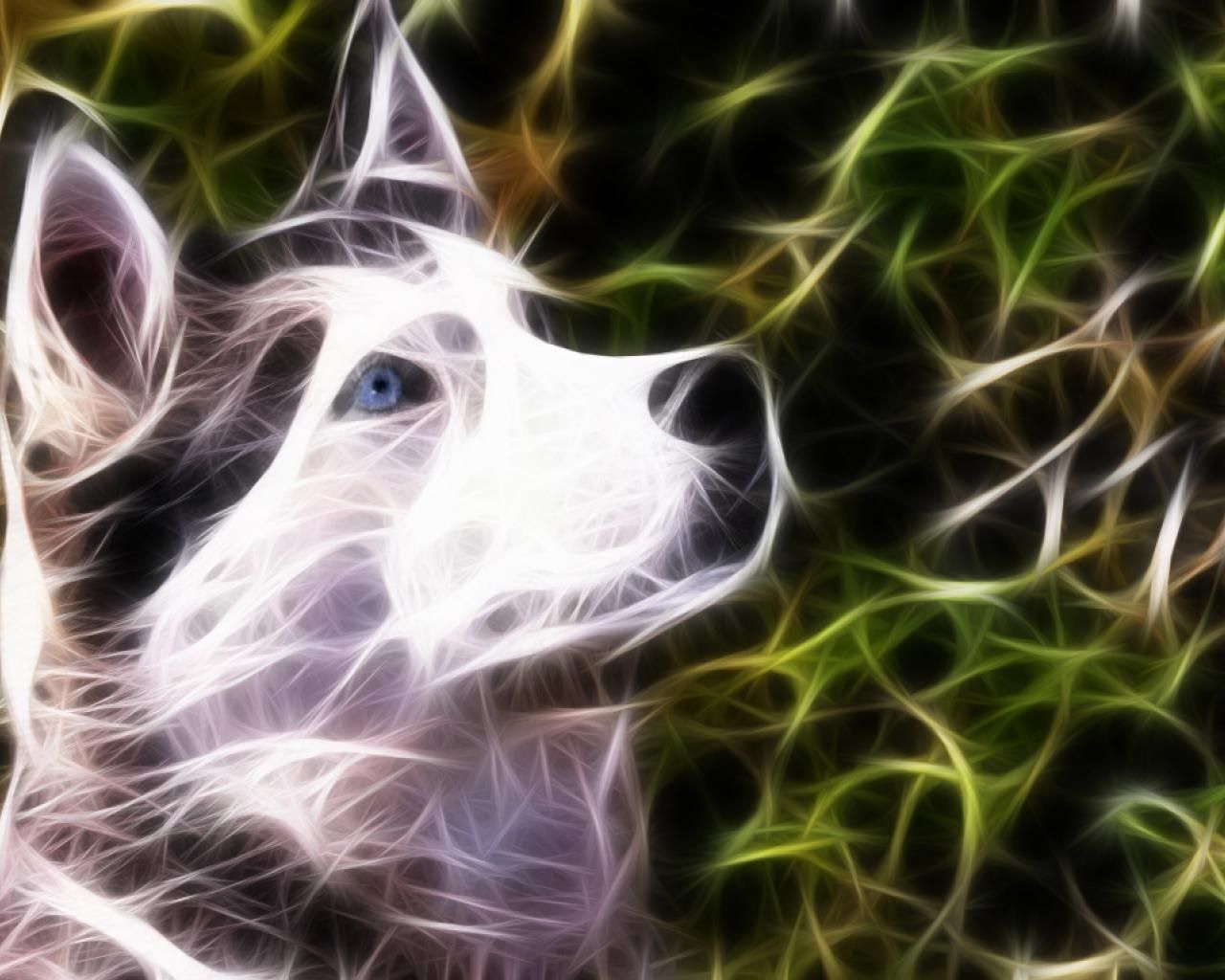 Siberian Husky Picture: Wallpaper Collection, Boyce Williams 2017 03 25. Fractals, Animals, Holistic Pet
