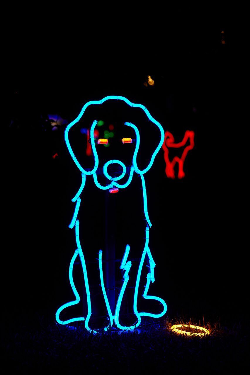 Neon Dog Wallpapers - Wallpaper Cave