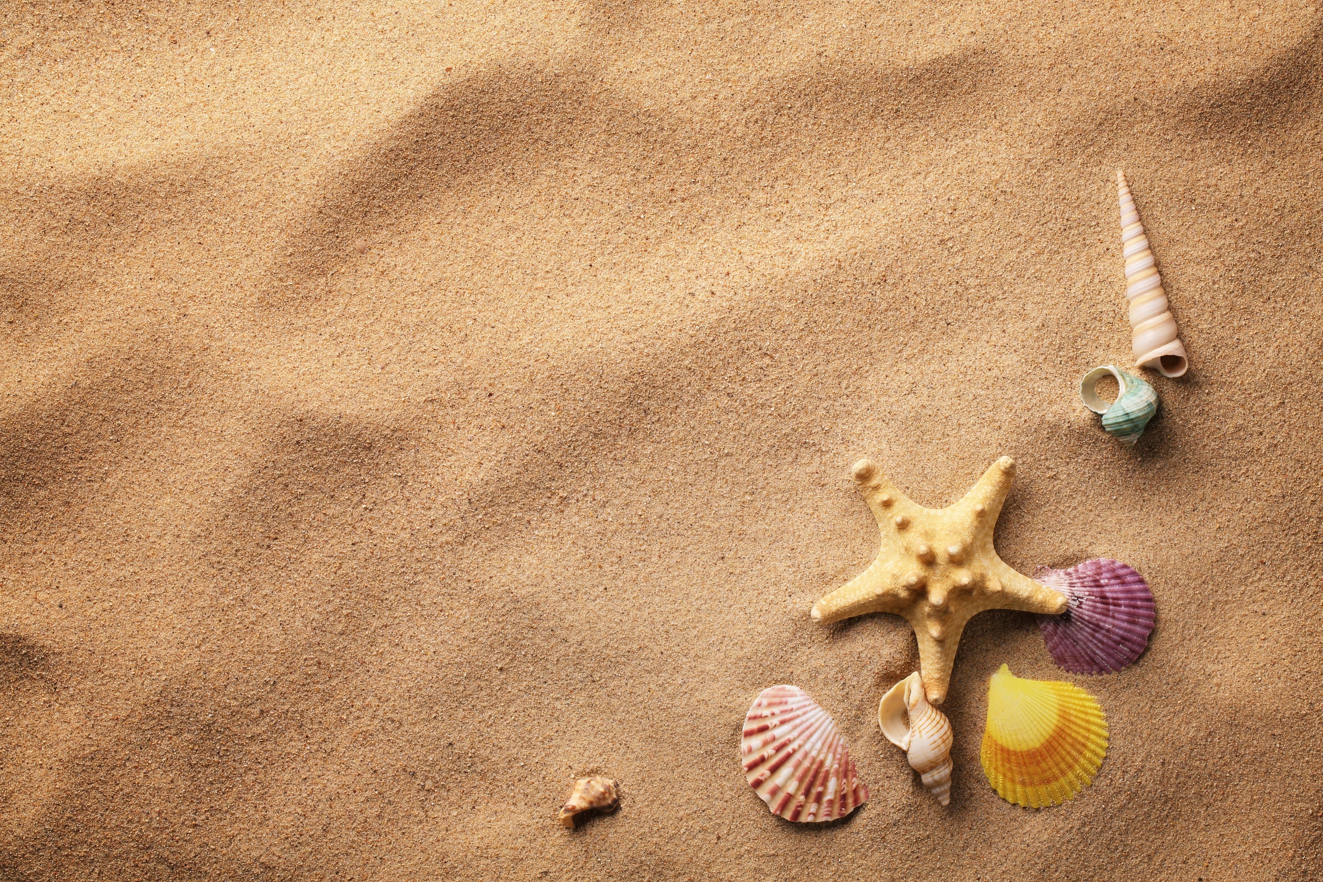 shells, sand, starfish, beach wallpaper
