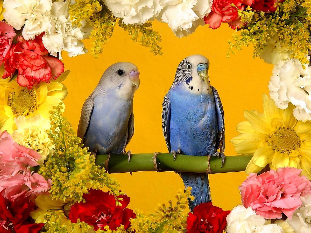 Phone Bird, Parrot, Flowers wallpaper. Download Best Free wallpaper
