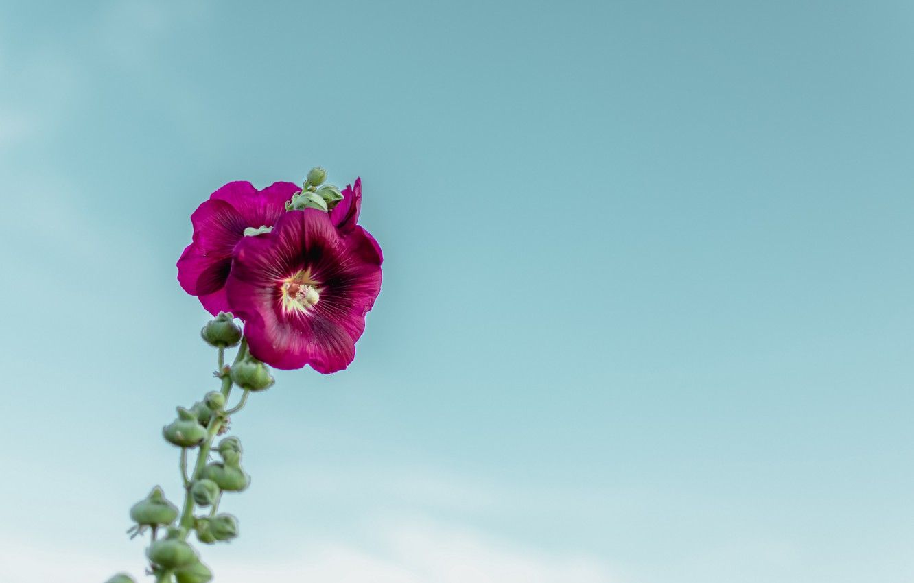 Wallpaper flower, sky, macro, blur, purple, bloom, buds, stem, 4k ultra HD background, Mallow flower image for desktop, section макро