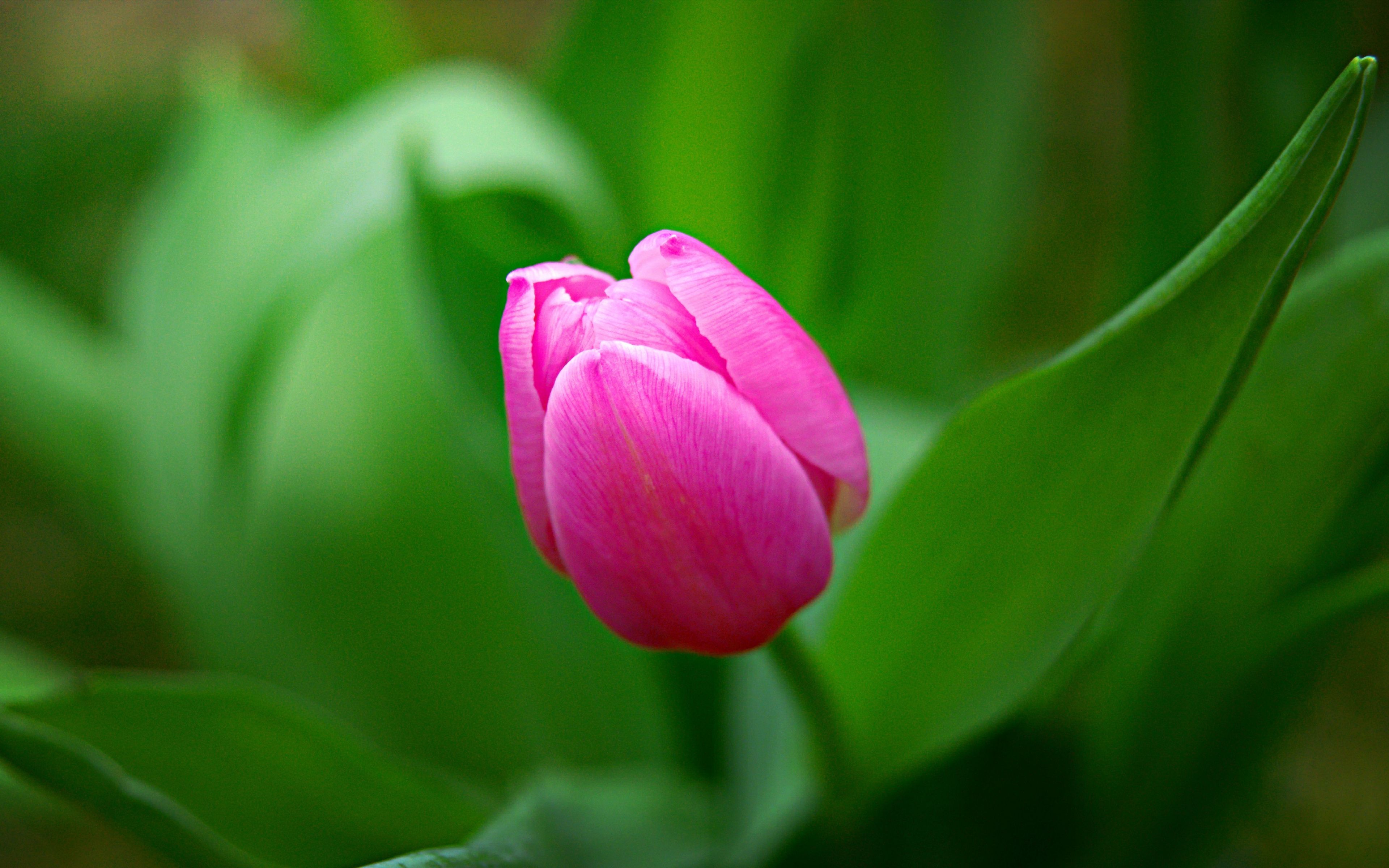 Download Tulip, pink flower, bud wallpaper, 3840x 4K Ultra HD 16: Widescreen