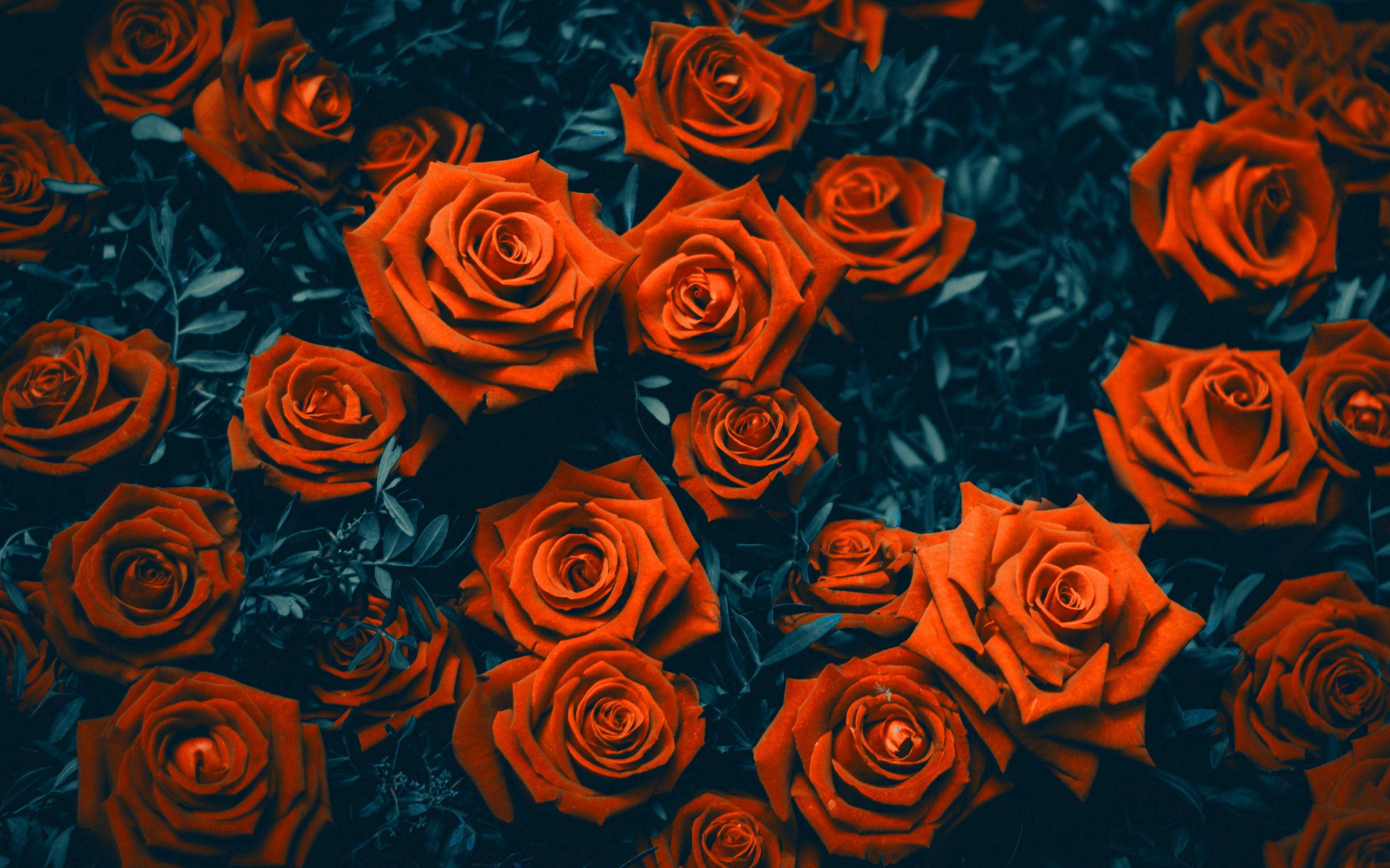Download Garden roses, flowers wallpaper, 3840x 4K Ultra HD 16: Widescreen