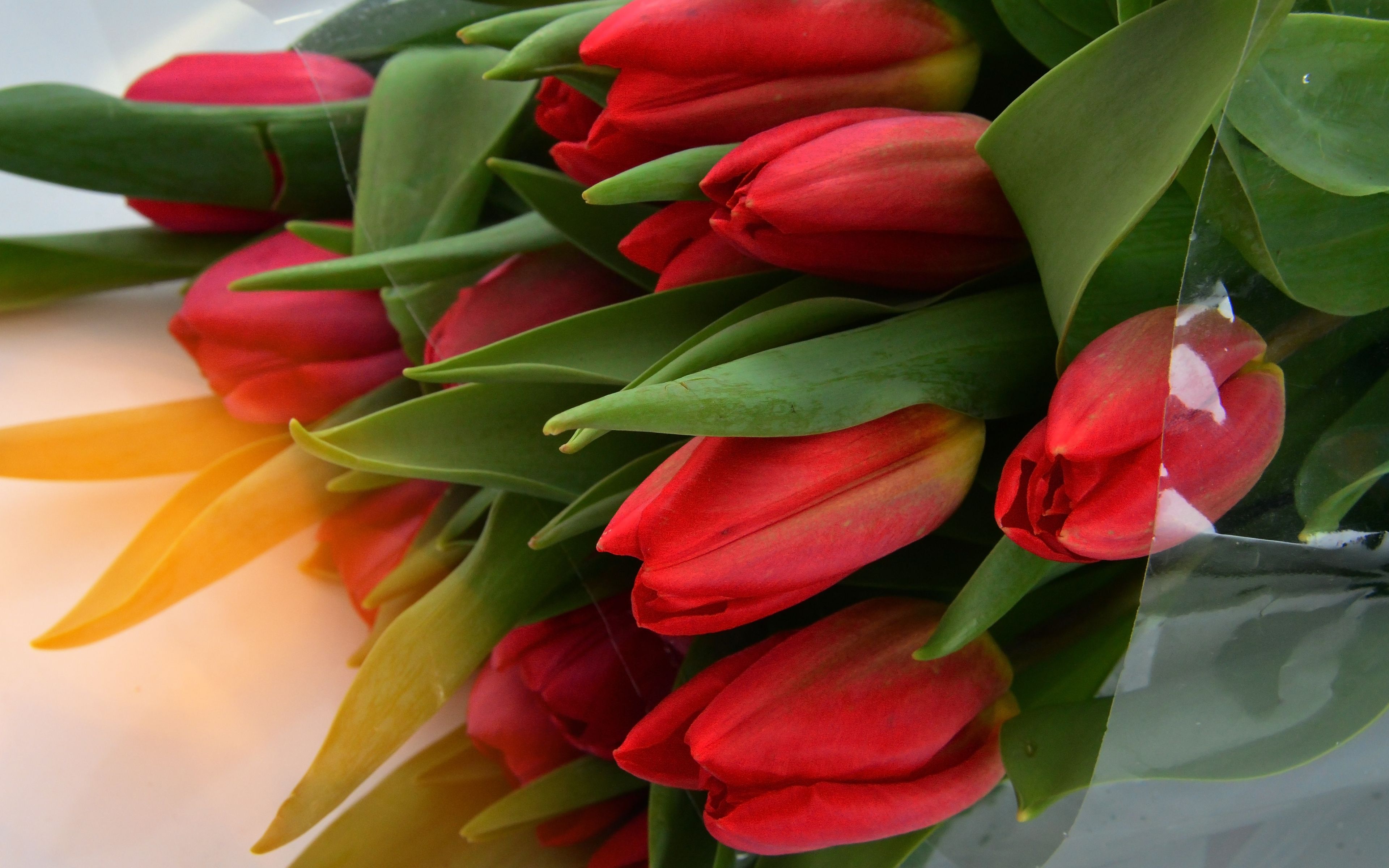 Download 3840x2400 wallpaper red tulip, flowers, fresh, 4k, ultra HD 16: widescreen, 3840x2400 HD image, background, 3893