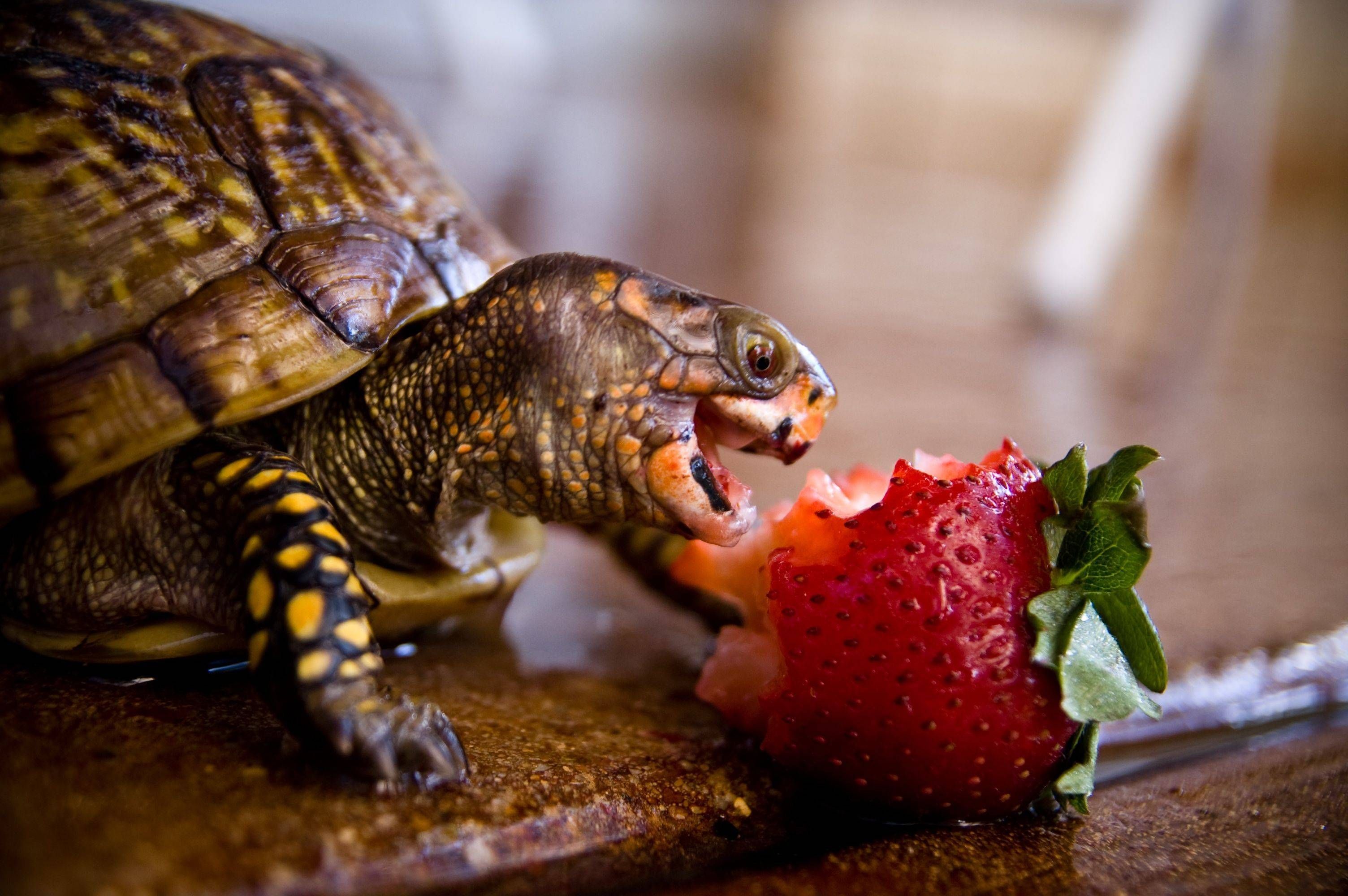 My life's ambition: to one day be this happy. Turtle eating strawberry, Turtles that stay small, Pet turtle
