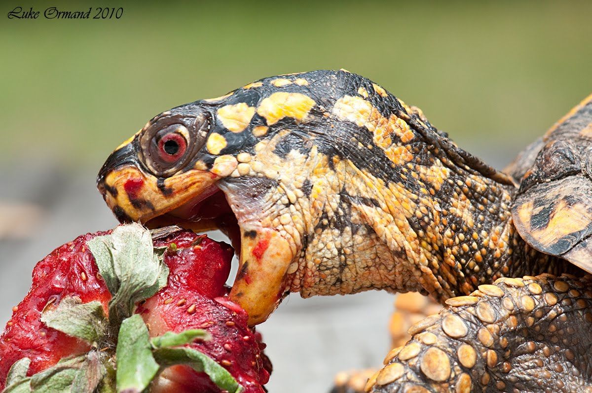 Wild Long Island Photography Blog: The Turtle and the Strawberry. Freshwater turtles, Turtle, Turtle eating strawberry