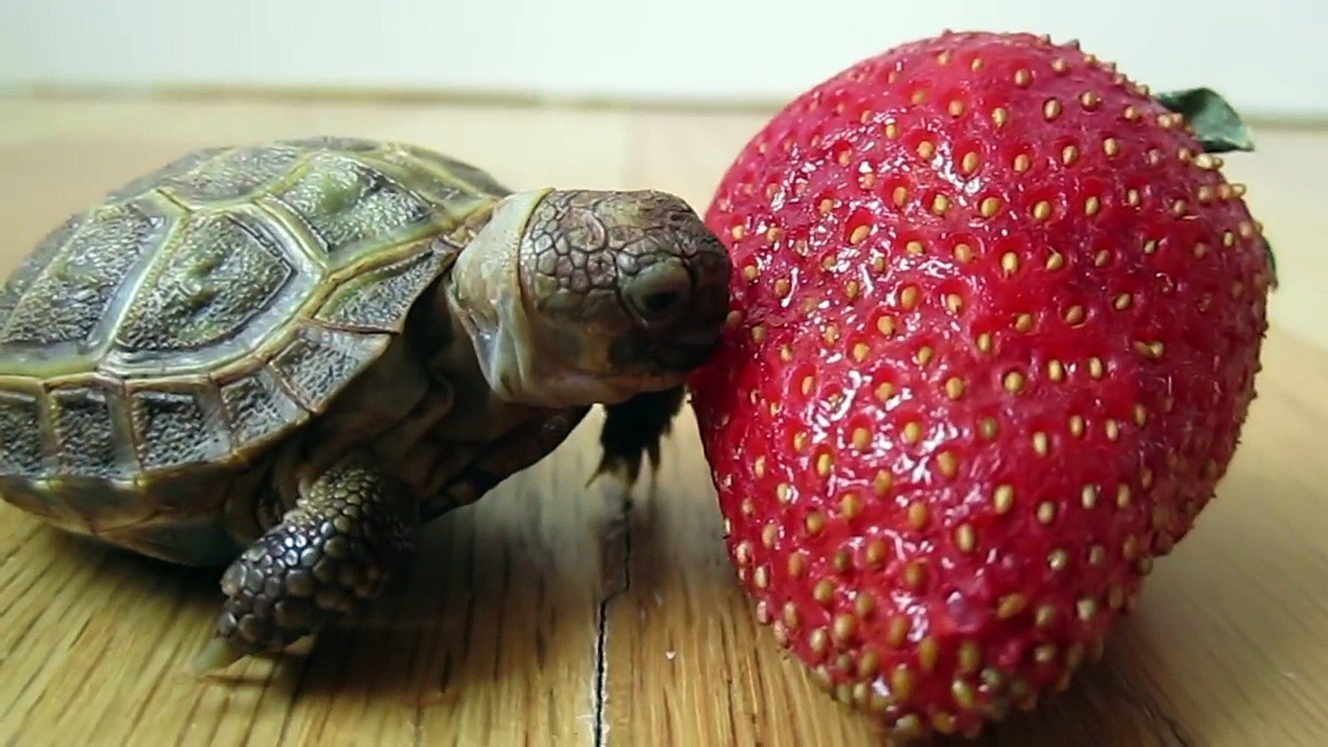 Turtle eating His First Strawberry