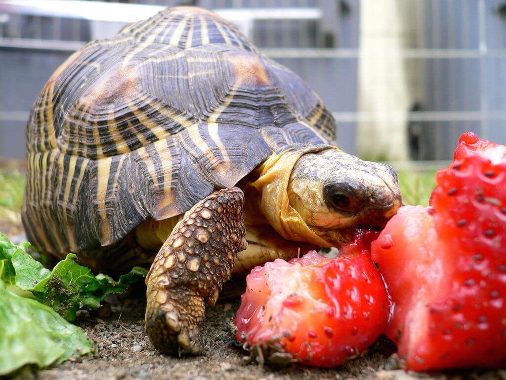 What Tortoises, Aquatic and Box Turtles Eat, Feeding & How Often