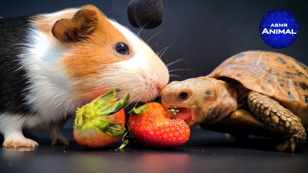 Tortoise & Guinea Pig Eating Strawberry ASMR Turtle