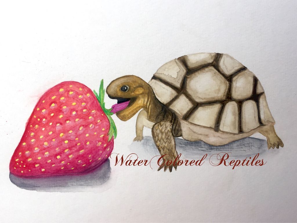Tortoise eating strawberry art by Watercolored Reptiles. Strawberry art, Painting projects, Art