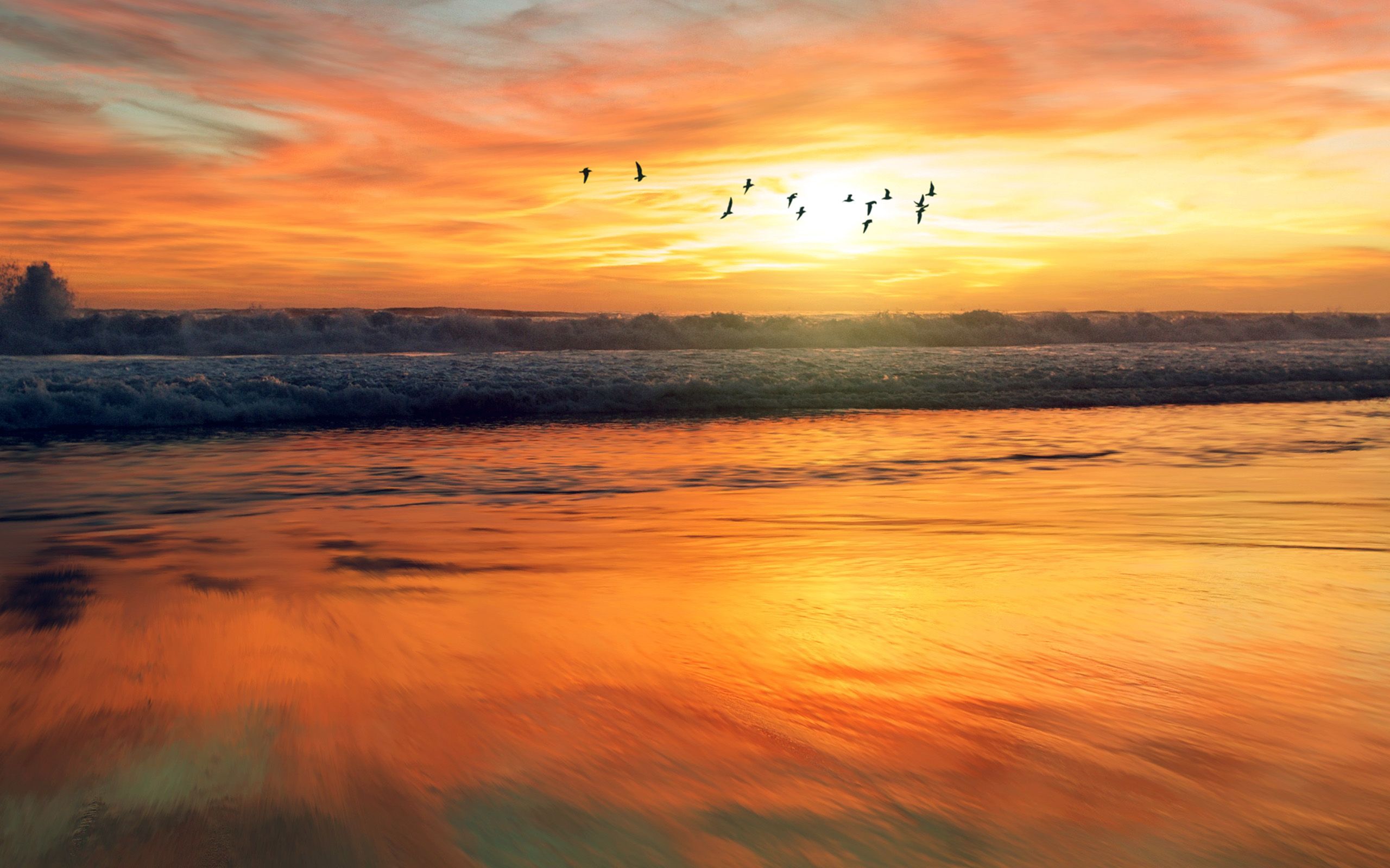 Sunset Sea Nature Orange Summer Sky Bird Animal Wallpaper