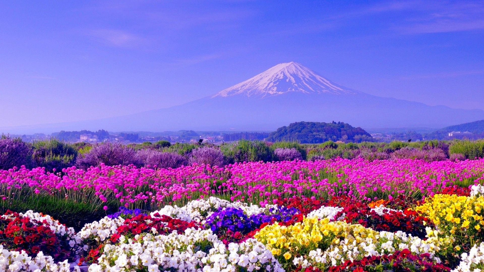 Spring In Japan Wallpaper HD Free Download. Full HD Wallpaper