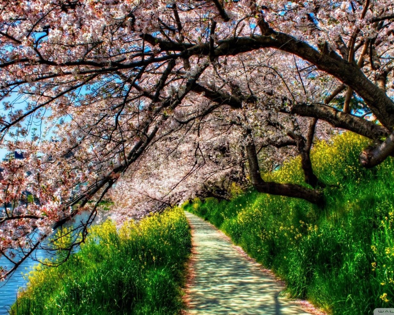 Free download Spring in Japan Wallpaper HD download [1920x1080] for your Desktop, Mobile & Tablet. Explore Desktop Wallpaper Springtime. Free Spring Desktop Wallpaper, Spring Wallpaper, Springtime Wallpaper for Widescreen