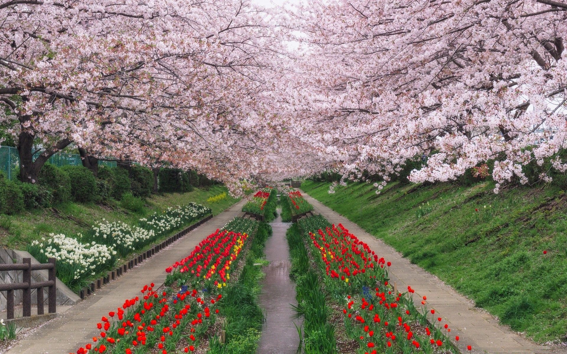 Spring In Japan