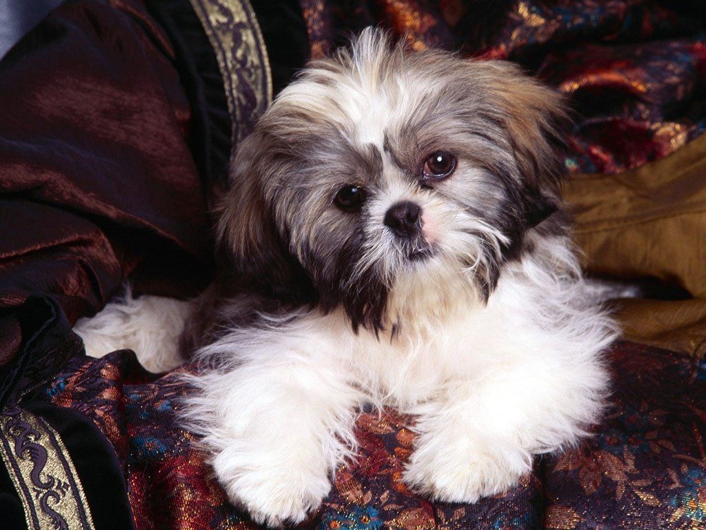 Shih Tzu Desktop Wallpaper