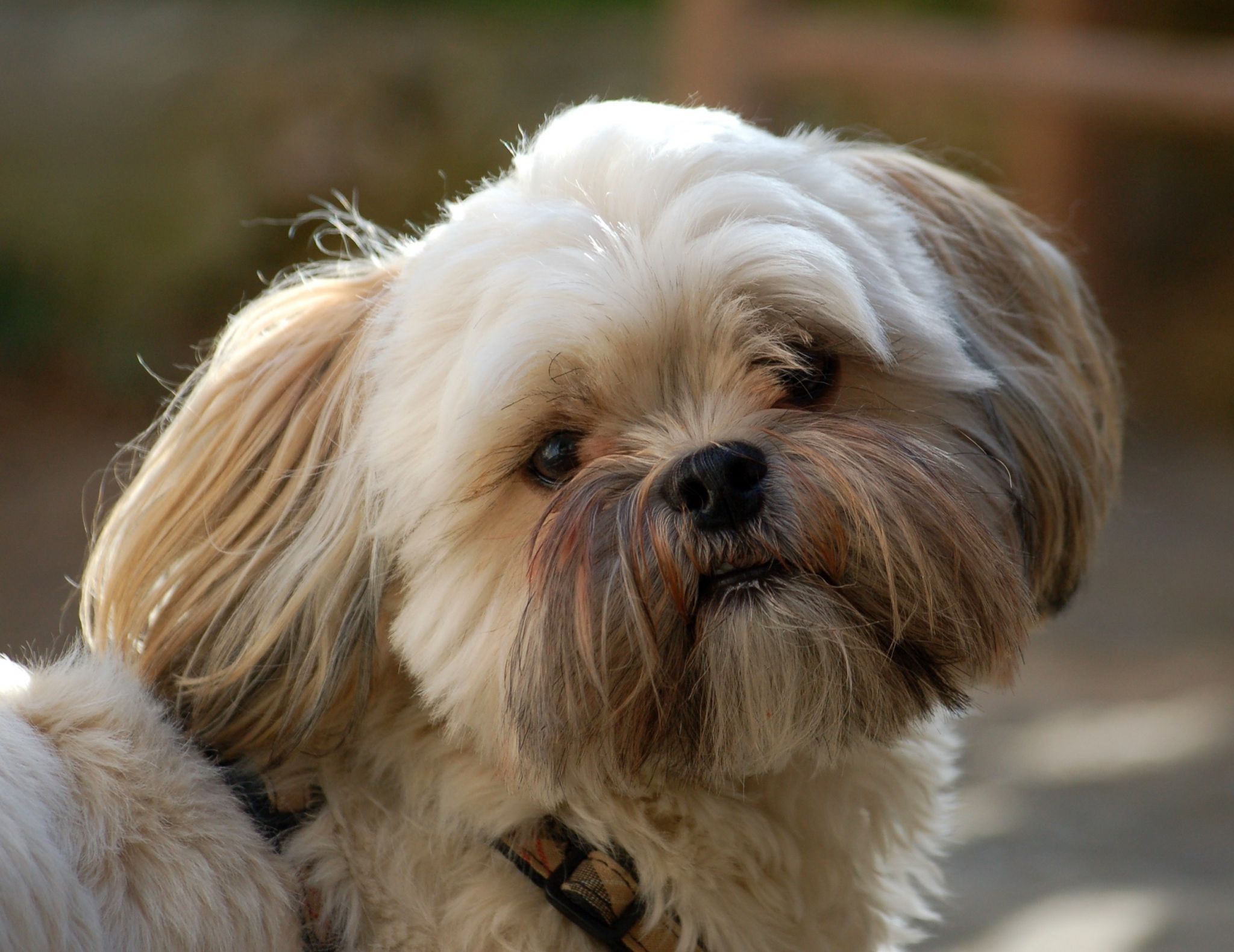 Shih Tzu Mix Wallpapers - Wallpaper Cave