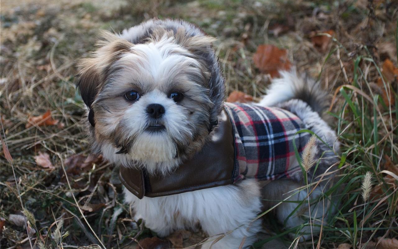 Shih Tzu Wallpaper Tzu With Clothes