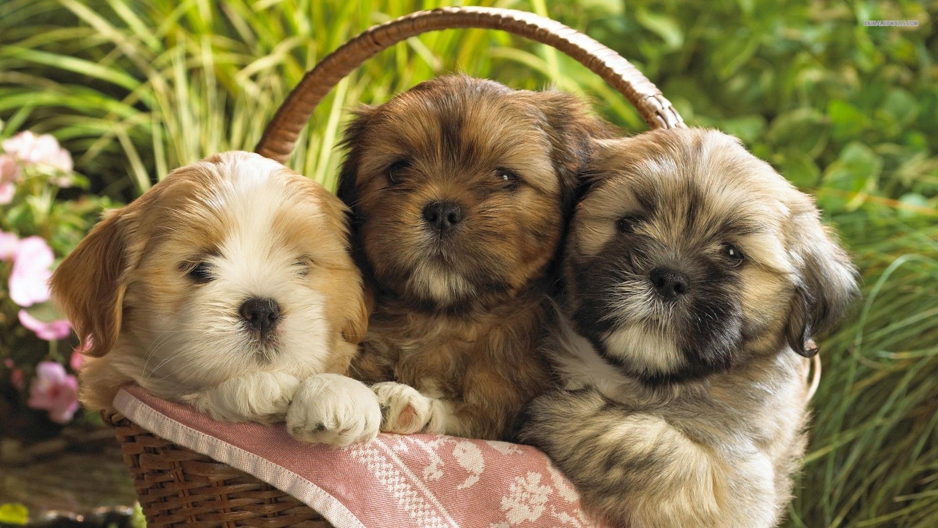 Shih Tzu Wallpaper