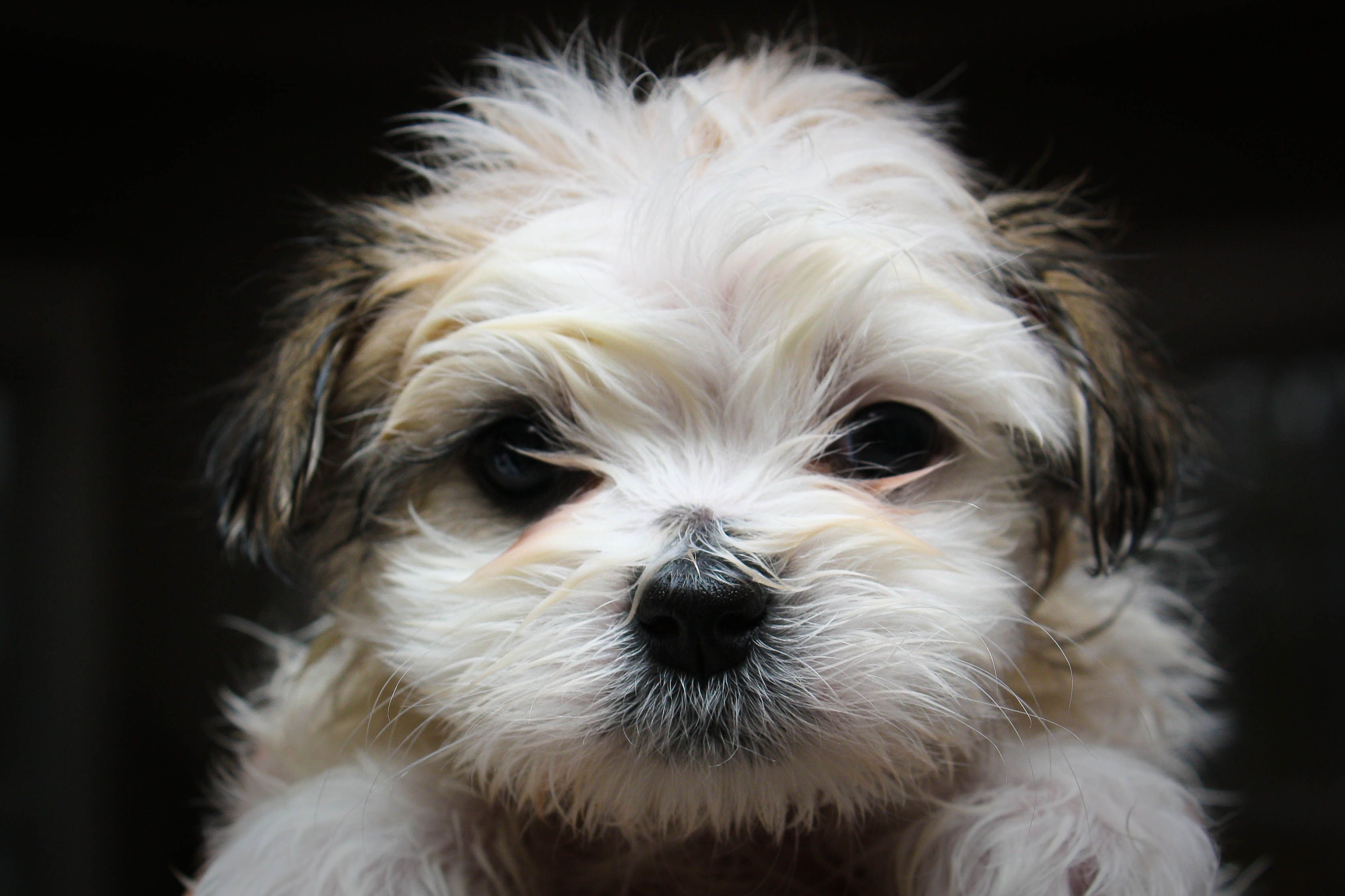 Shih Tzu Wallpaper