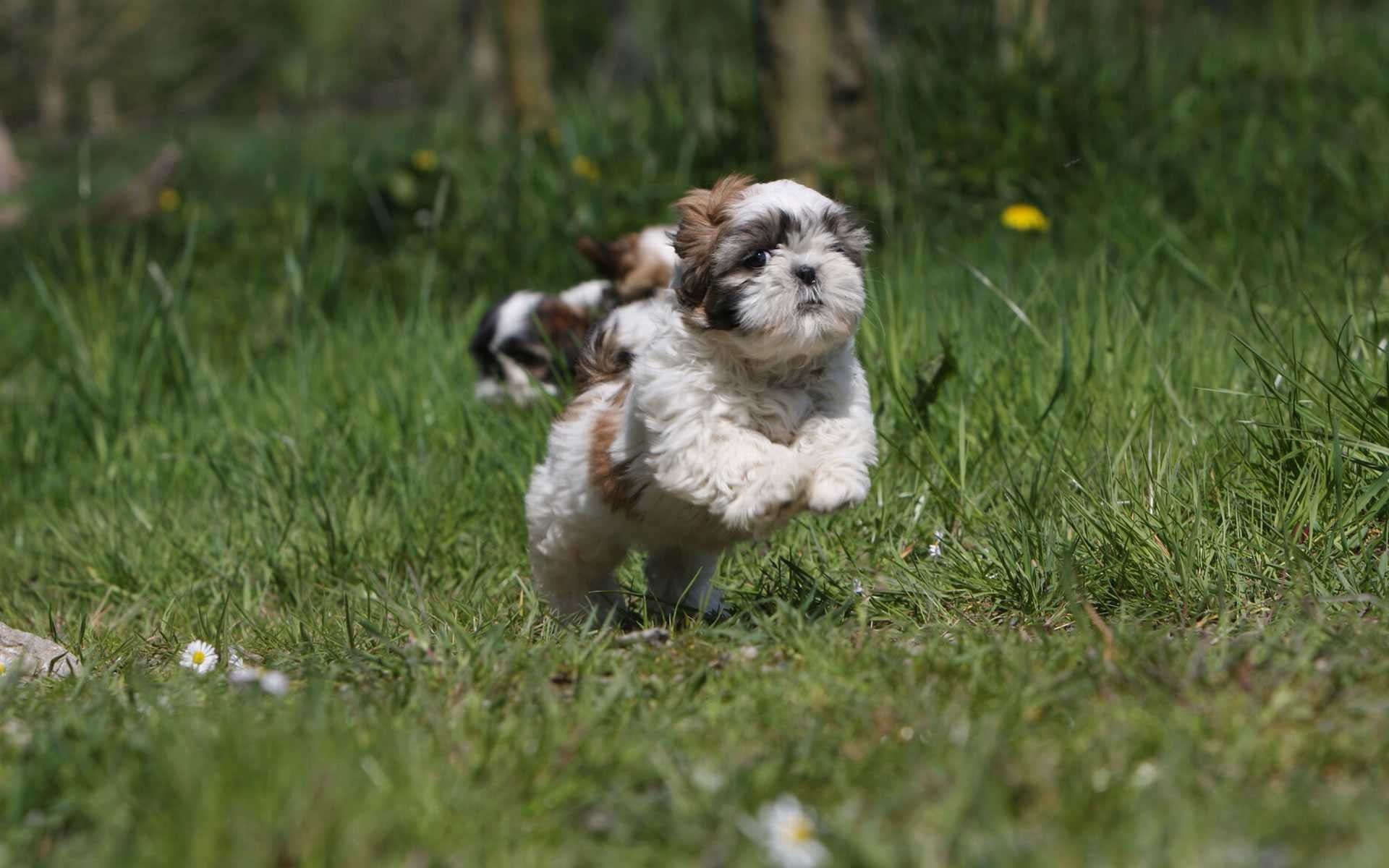 Shih Tzu Wallpaper background picture