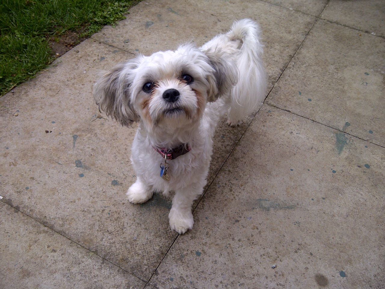 Bichon Frise X Shih Tzu