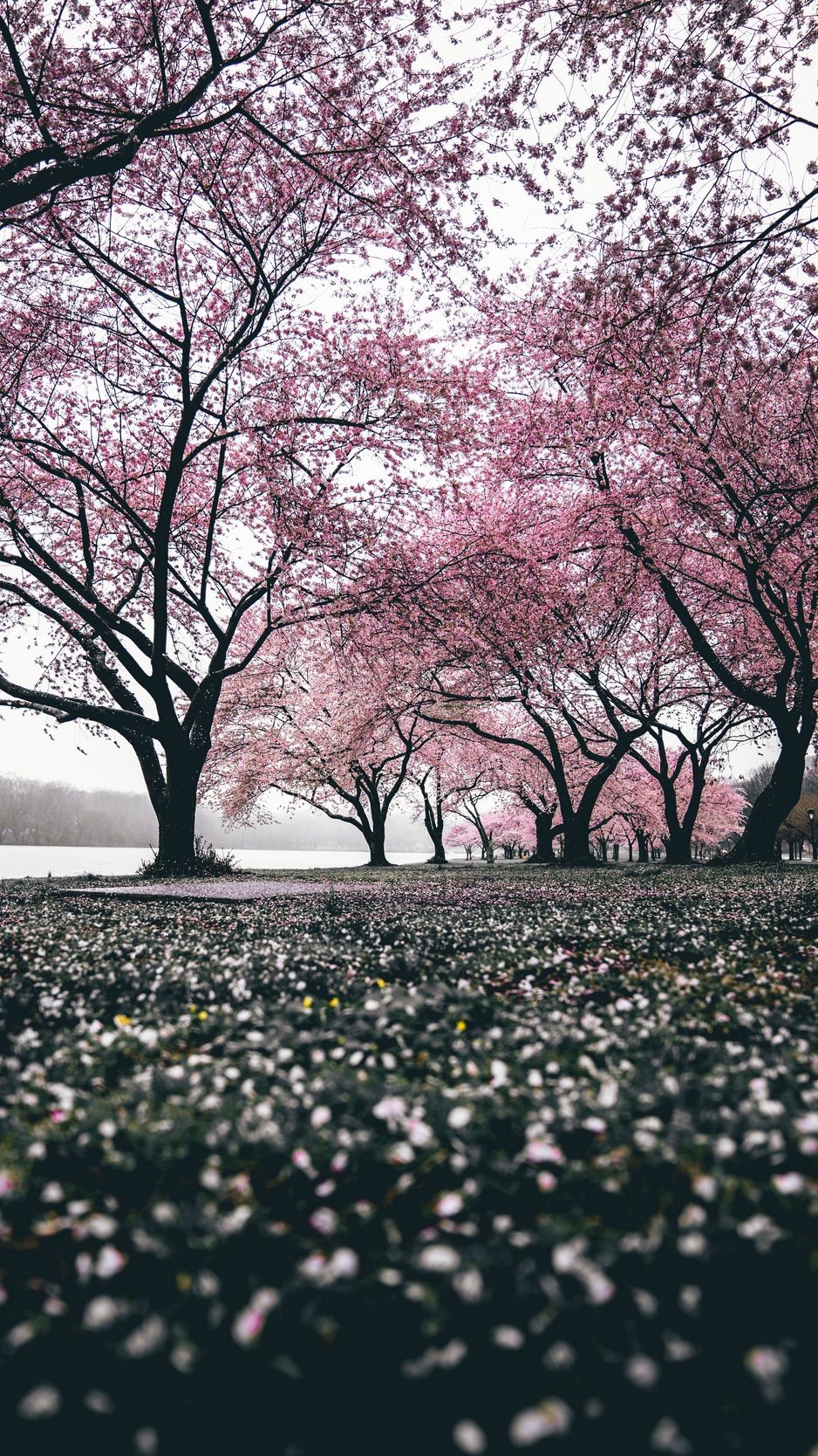 Wallpaper Sakura, Trees, Flowering, Flowers, Blooming