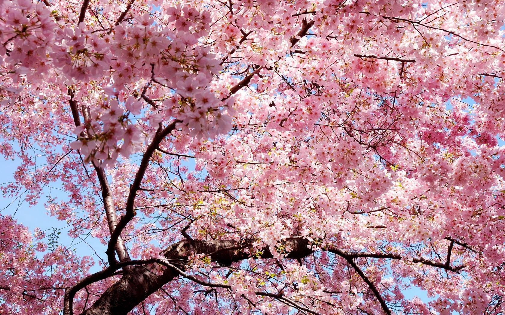 Flower Trees Wallpaper Free Flower Trees Background