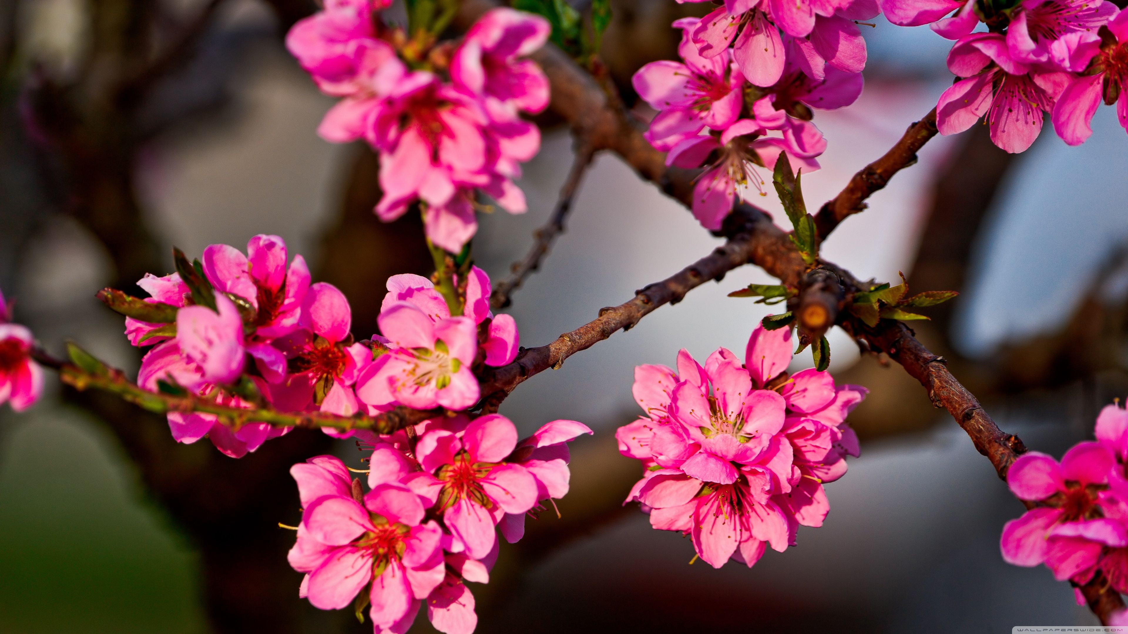 Flowering Trees Wallpaper