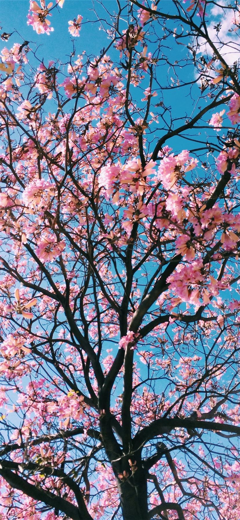 pink petaled flowering tree iPhone 11 Wallpaper Free Download